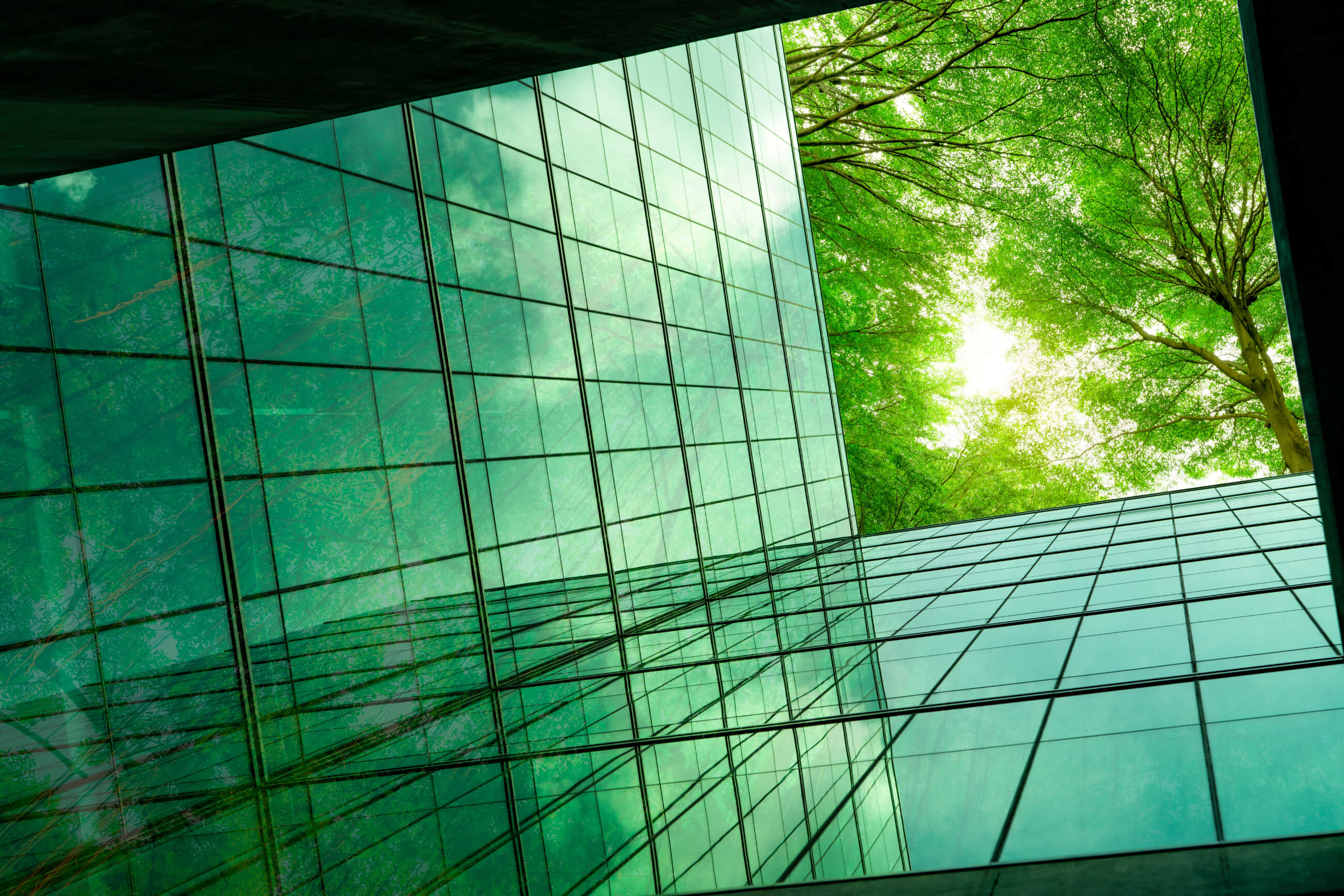 Ecofriendly, modern city building with reflective glass and green tree branches with leaves.