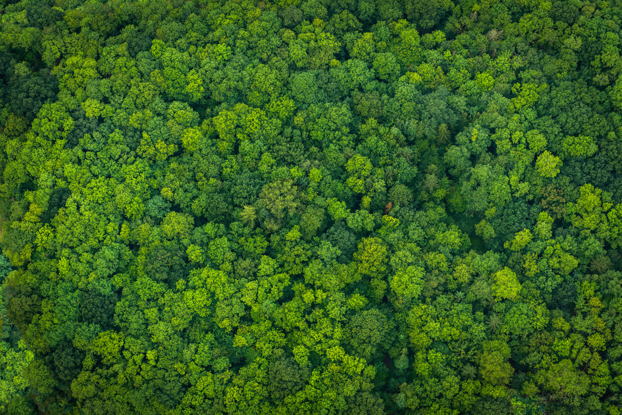 Aerial view of a forest of trees. 